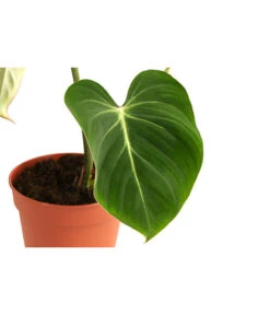 Baumfreund - Philodendron Gloriosum -Weber Store 8742389 WE DE 001 PhilodendronGloriosumT15