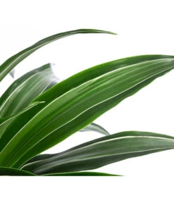 Drachenbaum - Dracaena 'White Stripe', In Keramik -Weber Store 8742520 WE DE 004 DracaenaDeremensisWhiteStripeT21 MonatsangebotMai2022