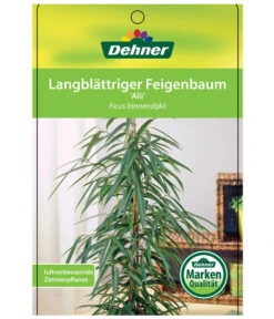 Langblättriger Feigenbaum - Ficus Binnendijkii 'Alii' -Weber Store 8754525 LangblaettrigeFeigeAliiEtikett1