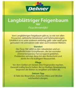 Langblättriger Feigenbaum - Ficus Binnendijkii 'Alii' -Weber Store 8754525 LangblaettrigeFeigeAliiEtikett2