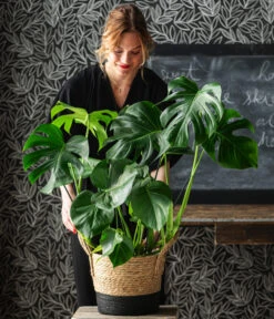 Fensterblatt - Monstera Deliciosa -Weber Store 8773137 6904783 WE MO 001 UrbanGreen
