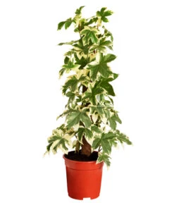 Efeuaralie - Fatshedera Lizei 'Variegata'