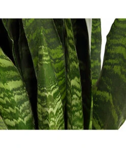 Bogenhanf - Sansevieria 'Black Coral' 9 Bogenhanf - Sansevieria 'Black Coral' -Weber Store 8776155 PR DE 001 SansevieriaBlackCoralT21DehnerExpressHerzig