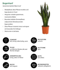 Bogenhanf - Sansevieria 'Black Coral' 8 Bogenhanf - Sansevieria 'Black Coral' -Weber Store 8776155 WE IG 001 BogenhanfSansevieriaBlackCoralT21DehnerExpressHerzig