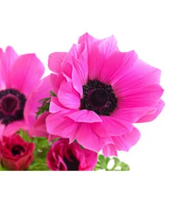 Beet- & Balkonpflanzen-Set Rosa Frühling, 6-teilig -Weber Store 8809386 WE DE 002 AnemoneCoronariaKronenAnemoneRosaT12
