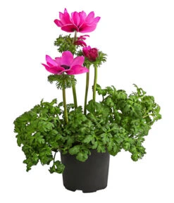 Beet- & Balkonpflanzen-Set Rosa Frühling, 6-teilig -Weber Store 8809386 WE FS 002 AnemoneCoronariaKronenAnemoneRosaT12