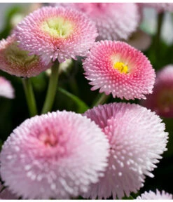 Beet- & Balkonpflanzen-Set Rosa Frühling, 6-teilig -Weber Store 8809857 PR DE 003 BellisRosaErdbeersahneGaensebluemchenSonderfarben