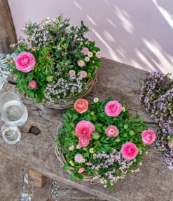 Rote Korallenraute 6 Rote Korallenraute -Weber Store 8809857 WE MO 001 FrueheFarbefuersZuhauseRosa