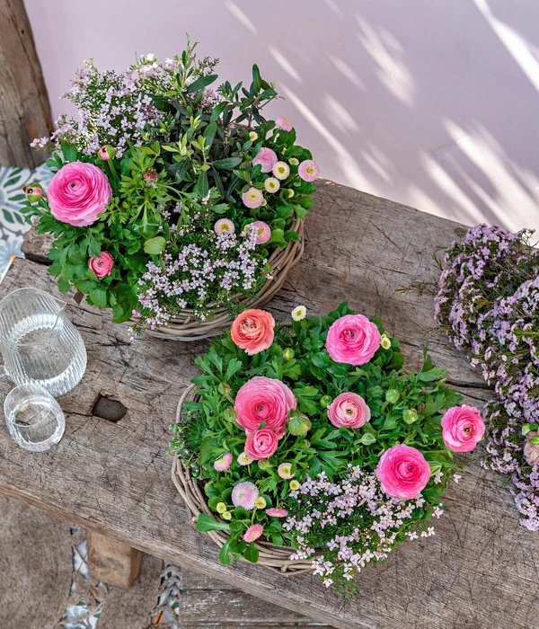 Rote Korallenraute 3 Rote Korallenraute – Bild 3