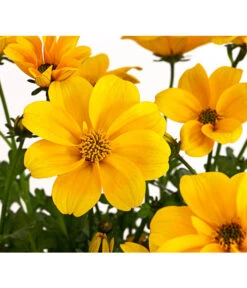 Goldmarie 'Golden Empire' -Weber Store 8810038 PR DE 001 GoldmarieBidensFerulifoliaGoldenEmpireT11Herzig