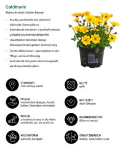 Goldmarie 'Golden Empire' -Weber Store 8810038 WE IG 001 Goldmarie