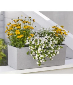 Goldmarie 'Golden Empire' -Weber Store 8810038 WE MO 001 BidensGoldenEmpireSuteraEuphorbiaDiamondfrost