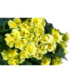 Wandhänger Mit Hängebegonien, Verschiedene Sorten 17 Wandhänger Mit Hängebegonien, Verschiedene Sorten -Weber Store 8810988 WE DE 001 HaengebegonieWandhaengergelb