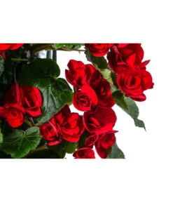 Wandhänger Mit Hängebegonien, Verschiedene Sorten 20 Wandhänger Mit Hängebegonien, Verschiedene Sorten -Weber Store 8810988 WE DE 001 HaengebegonieWandhaengerrot