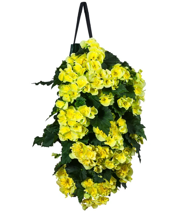Wandhänger Mit Hängebegonien, Verschiedene Sorten 1 Wandhänger Mit Hängebegonien, Verschiedene Sorten