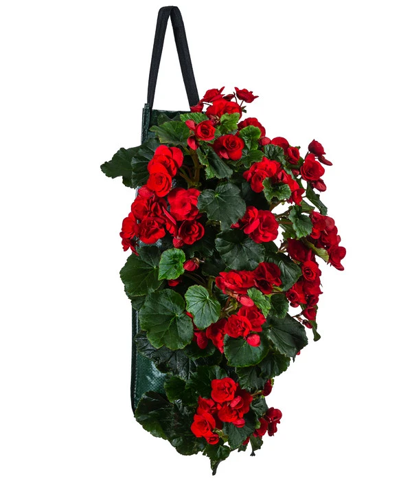 Wandhänger Mit Hängebegonien, Verschiedene Sorten 4 Wandhänger Mit Hängebegonien, Verschiedene Sorten – Bild 4