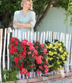 Wandhänger Mit Hängebegonien, Verschiedene Sorten 15 Wandhänger Mit Hängebegonien, Verschiedene Sorten -Weber Store 8810988 WE MO 001 BegoniaWandhaenger