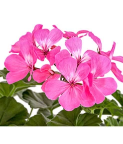 Bodendecker-Geranie 'Caliente Dark', Verschiedene Farben -Weber Store 8813479 PR DE 001 PelargoniumInterspezificBodendeckerGeranieCalienteDarkPinkDehnerExpressHerzig