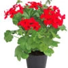 Bodendecker-Geranie 'Caliente Dark', Verschiedene Farben