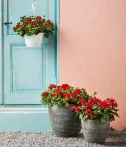 Bodendecker-Geranie 'Caliente Dark', Verschiedene Farben -Weber Store 8813479 WE MO 001 BodendeckergeranieCalienteDarkT13