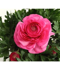 Beet- & Balkonpflanzen-Set Rosa Frühling, 6-teilig -Weber Store 8817355 PR DE 004 RanunkelnT11DehnerExpressHerzig