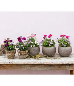 Beet- & Balkonpflanzen-Set Rosa Frühling, 6-teilig -Weber Store 8817355 WE MO 001 FruejahrTrioMixies