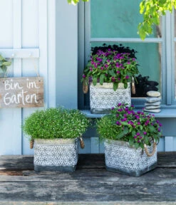 Mauer-Schleierkraut -Weber Store 8822231 WE MO 001 GypsophilaMuralisSchleierkrautGomphrenaKugelmaranth