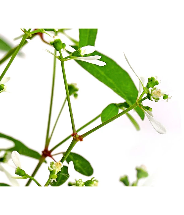 Zauberschnee 'Diamond Frost' 7 Zauberschnee 'Diamond Frost' – Bild 7