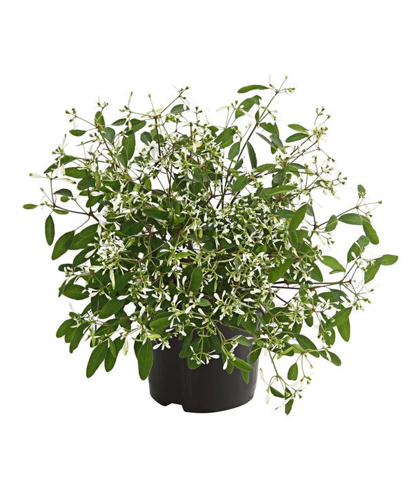 Zauberschnee 'Diamond Frost' 1 Zauberschnee 'Diamond Frost'