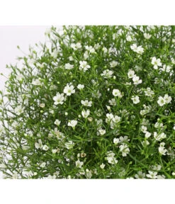 Mauer-Schleierkraut -Weber Store 8824047 WE DE 001 GypsophyllaSchleierkrautT13 DehnerExpressHerzig