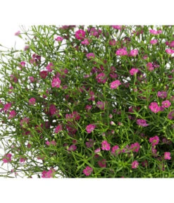 Mauer-Schleierkraut -Weber Store 8824047 WE DE 002 GypsophyllaSchleierkrautT13 DehnerExpressHerzig