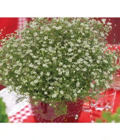 Mauer-Schleierkraut -Weber Store 8824047 WE MO 001 GypsophilaMuralisFleurWhiteFlorensis