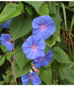 Prunkwinde -Weber Store 8824674 WE DE 001 IpomoeaTricolorSirsch