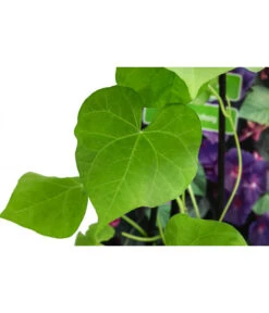 Prunkwinde -Weber Store 8824674 WE DE 001 PrunkwindeIpomoeaTricolorT13