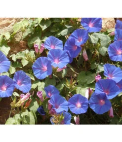 Prunkwinde -Weber Store 8824674 WE MO 001 IpomoeaTricolorPixabay