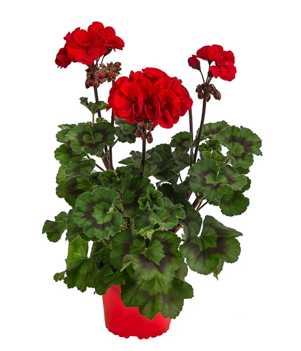 Stehende Geranie 'Tumbao®' 1 Stehende Geranie 'Tumbao®'