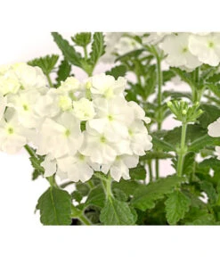 Eisenkraut, Verschiedene Farben -Weber Store 8826828 PR DE 001 VerbenaEisenkrautMixT13DehnerExpressHerzig