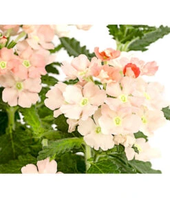 Eisenkraut, Verschiedene Farben -Weber Store 8826828 PR DE 002 VerbenaEisenkrautMixT13DehnerExpressHerzig