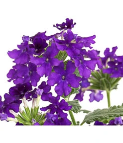 Eisenkraut, Verschiedene Farben -Weber Store 8826828 PR DE 003 VerbenaEisenkrautMixT13DehnerExpressHerzig