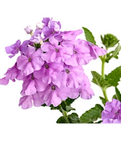 Eisenkraut, Verschiedene Farben -Weber Store 8826828 PR DE 004 VerbenaEisenkrautMixT13DehnerExpressHerzig