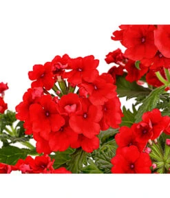 Eisenkraut, Verschiedene Farben -Weber Store 8826828 PR DE 005 VerbenaEisenkrautMixT13DehnerExpressHerzig