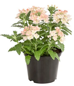 Eisenkraut, Verschiedene Farben -Weber Store 8826828 PR FS 002 VerbenaEisenkrautMixT13DehnerExpressHerzig