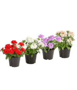 Eisenkraut, Verschiedene Farben