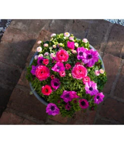 Beet- & Balkonpflanzen-Set Rosa Frühling, 6-teilig -Weber Store 8827982 WE MO 001 BBSetFruehjahrRosa