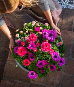 Beet- & Balkonpflanzen-Set Rosa Frühling, 6-teilig -Weber Store 8827982 WE MO 003 BB SetFruehjahrRosa