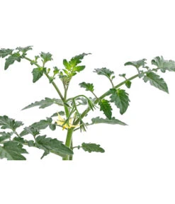 Zuckertomate, Orange -Weber Store 8830101 WE DE 003 ZuckertomateOrangeResistent