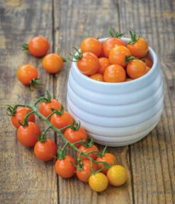 Zuckertomate, Orange -Weber Store 8830101 WE MO 002 Zuckertomate