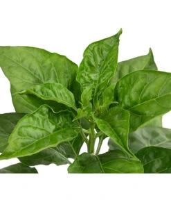 Chili 'Habanero', Rot -Weber Store 8830333 WE DE 002 ChiliHabaneroRot