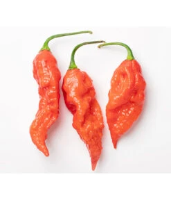 Geisterchili 7 Geisterchili -Weber Store 8830630 WE DE 001 IndischerGeisterchili