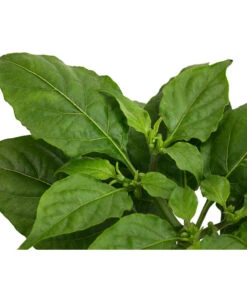 Geisterchili 9 Geisterchili -Weber Store 8830630 WE DE 002 IndischerGeisterchili